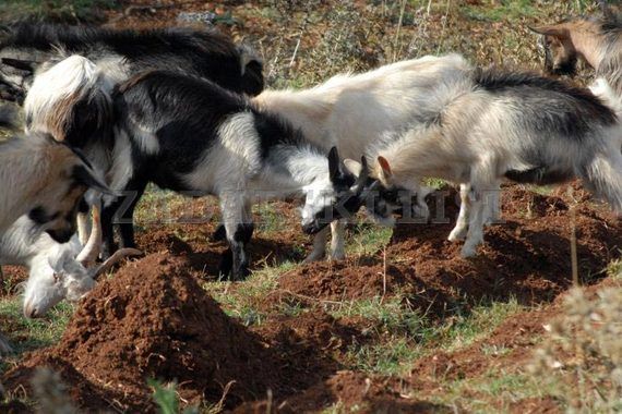 Zadruga Dva roga sutra u Krnici organizira predavanje o ekološkoj poljoprivredi i stočarstvu